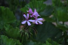 Pelargonium zonale