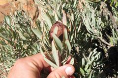 Protea canaliculata