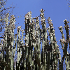 Stenocereus montanus