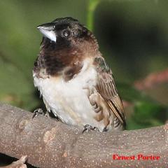 Spermestes cucullata scutata