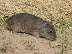 Cavia aperea