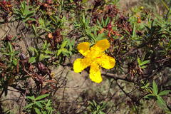 Hypericum revolutum revolutum