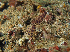 Hapalochlaena lunulata