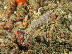 Hapalochlaena lunulata