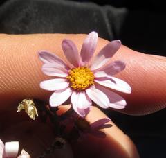 Phymaspermum appressum