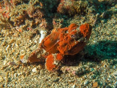 Scorpaenopsis macrochir