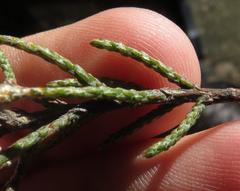 Phymaspermum appressum