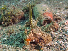 Dactylopus dactylopus