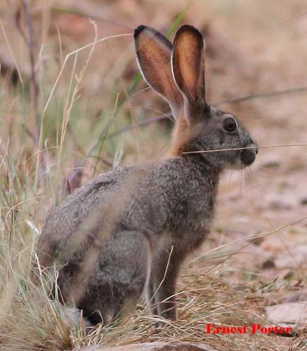 Subspecies Lepus saxatilis saxatilis · iNaturalist Canada