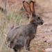 Lepus saxatilis saxatilis - Photo (c) Ernest Porter, some rights reserved (CC BY-NC), uploaded by Ernest Porter
