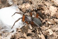 Gnaphosa bicolor