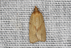 Clepsis therina