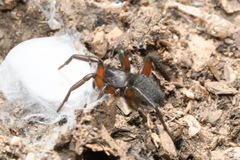 Gnaphosa bicolor