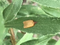 Sparganothis distincta