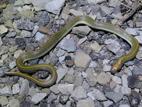 Lamprophis aurora