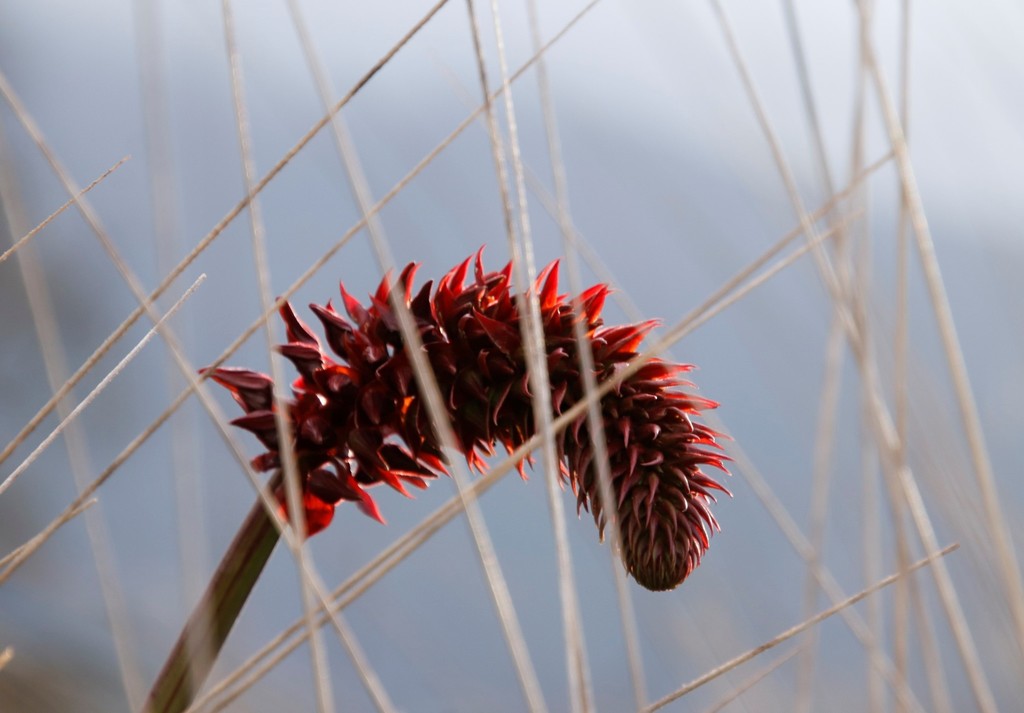 Melianthus major, Grootboskloofriver trail, Constantia Valley Greenbelts
