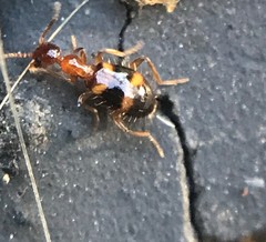 Acanthinus scitulus