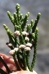 Brunia microphylla