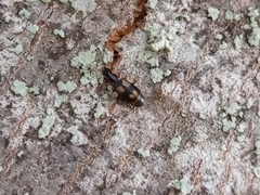Calodromius spilotus
