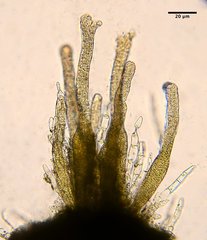 Pohlia camptotrachela