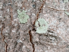 Calodromius spilotus
