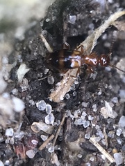 Acanthinus scitulus