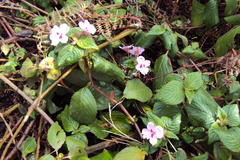 Impatiens sylvicola