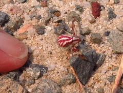 Mecaphesa schlingeri