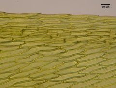 Pohlia camptotrachela