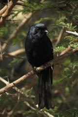 Melaenornis pammelaina ater