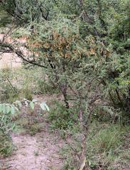 Ormocarpum trichocarpum