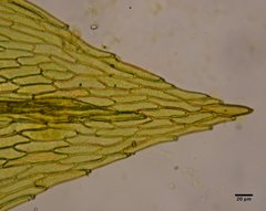 Pohlia camptotrachela