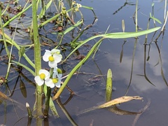 Sagittaria cuneata