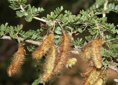 Ormocarpum trichocarpum