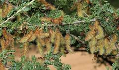 Ormocarpum trichocarpum