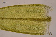 Pohlia camptotrachela