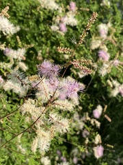 Mimosa distachya laxiflora