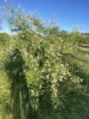 Mimosa distachya laxiflora
