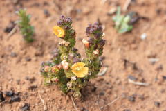 Alectra orobanchoides