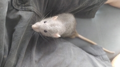 Rattus norvegicus