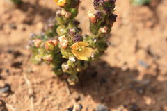 Alectra orobanchoides