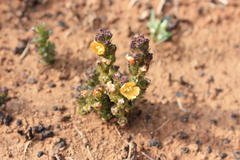 Alectra orobanchoides