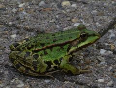 Pelophylax