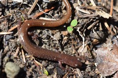 Eurycea multiplicata