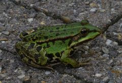 Pelophylax