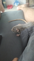Rattus norvegicus