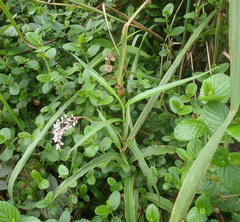 Persicaria madagascariensis