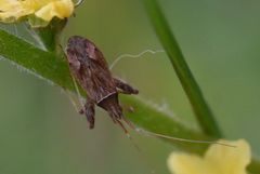 Phytocoris varipes