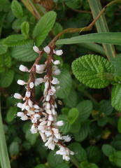 Persicaria madagascariensis
