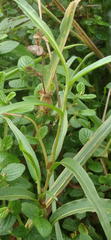 Persicaria madagascariensis